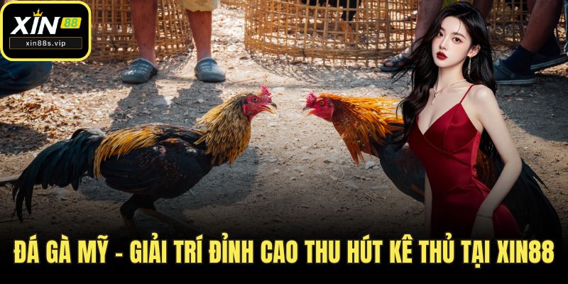 Đá Gà Mỹ - Giải Trí Đỉnh Cao Thu Hút Kê Thủ Tại XIN88 Đá gà mỹ