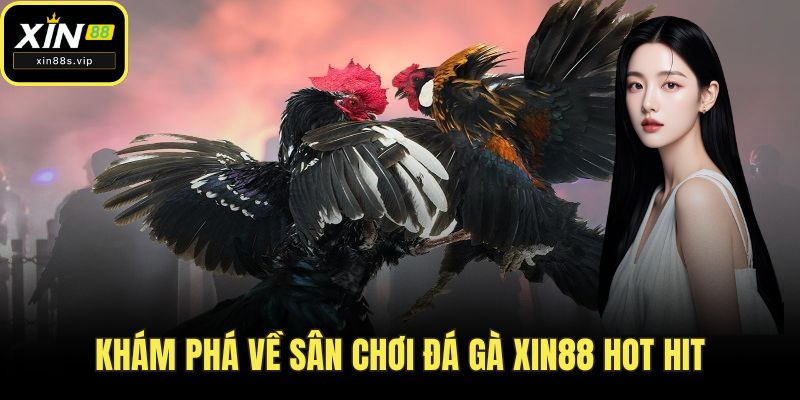 Khám phá về sân chơi đá gà XIN88 hot hit