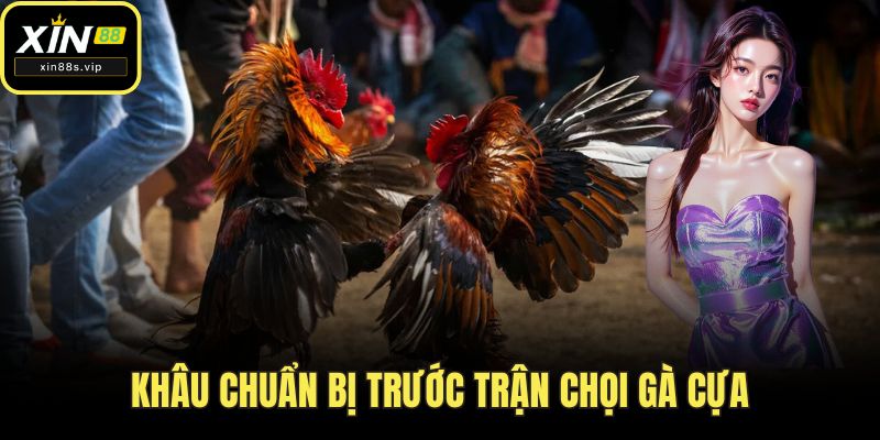 Đá Gà Cựa Dao XIN88 - Đỉnh Cao Giải Trí Dành Cho Các Sư Kê Khâu chuẩn bị trước trận chọi gà cựa