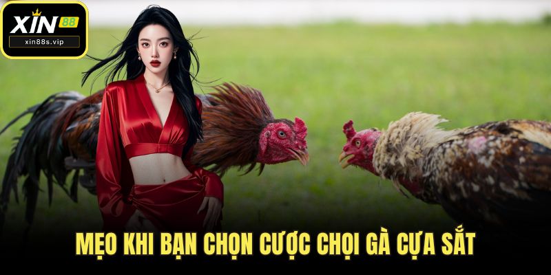 Đá Gà Cựa Sắt - Sân Chơi Kịch Tính, Đỉnh Cao tại XIN88 Mẹo khi bạn chọn cược chọi gà cựa sắt