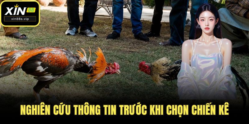 Đá Gà Cựa Dao XIN88 - Đỉnh Cao Giải Trí Dành Cho Các Sư Kê Nghiên cứu thông tin trước khi chọn chiến kê