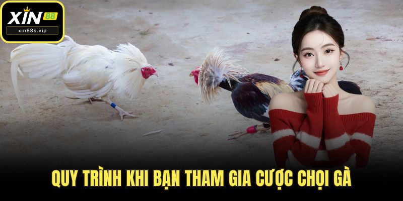 Quy trình khi bạn tham gia cược chọi gà
