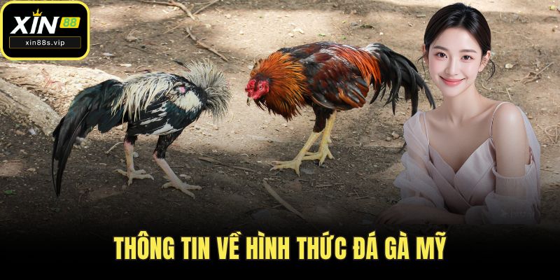 Đá Gà Mỹ - Giải Trí Đỉnh Cao Thu Hút Kê Thủ Tại XIN88 Thông tin về hình thức đá gà mỹ