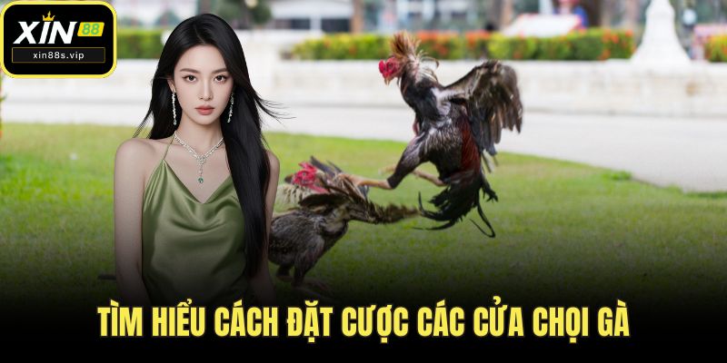 Đá Gà Cựa Sắt - Sân Chơi Kịch Tính, Đỉnh Cao tại XIN88 Tìm hiểu cách đặt cược các cửa chọi gà