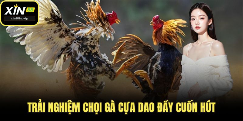 Trải nghiệm chọi gà cựa dao đầy cuốn hút