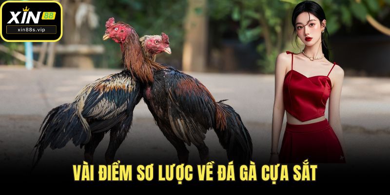 Đá Gà Cựa Sắt - Sân Chơi Kịch Tính, Đỉnh Cao tại XIN88 Vài điểm sơ lược về đá gà cựa sắt